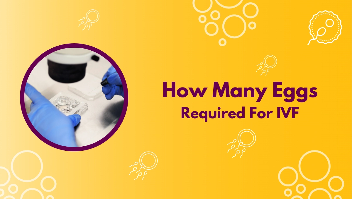 How Many Eggs Required For IVF
