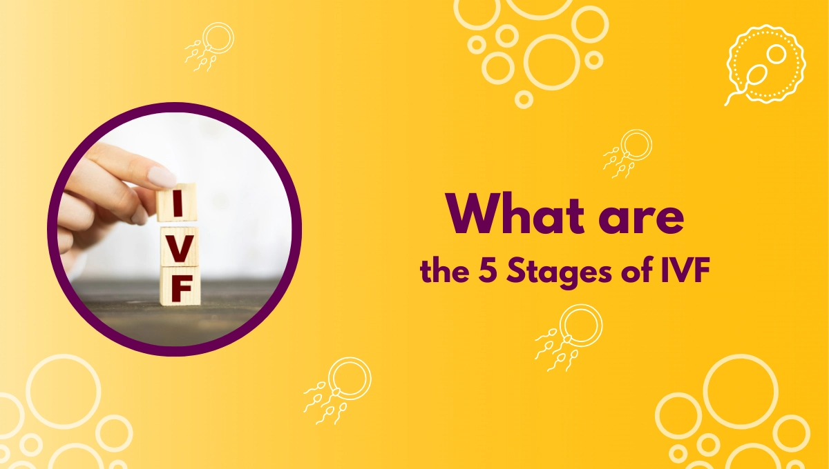 What are the 5 Stages of IVF