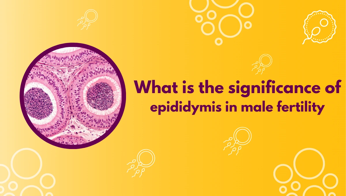 What is the significance of epididymis in male fertility