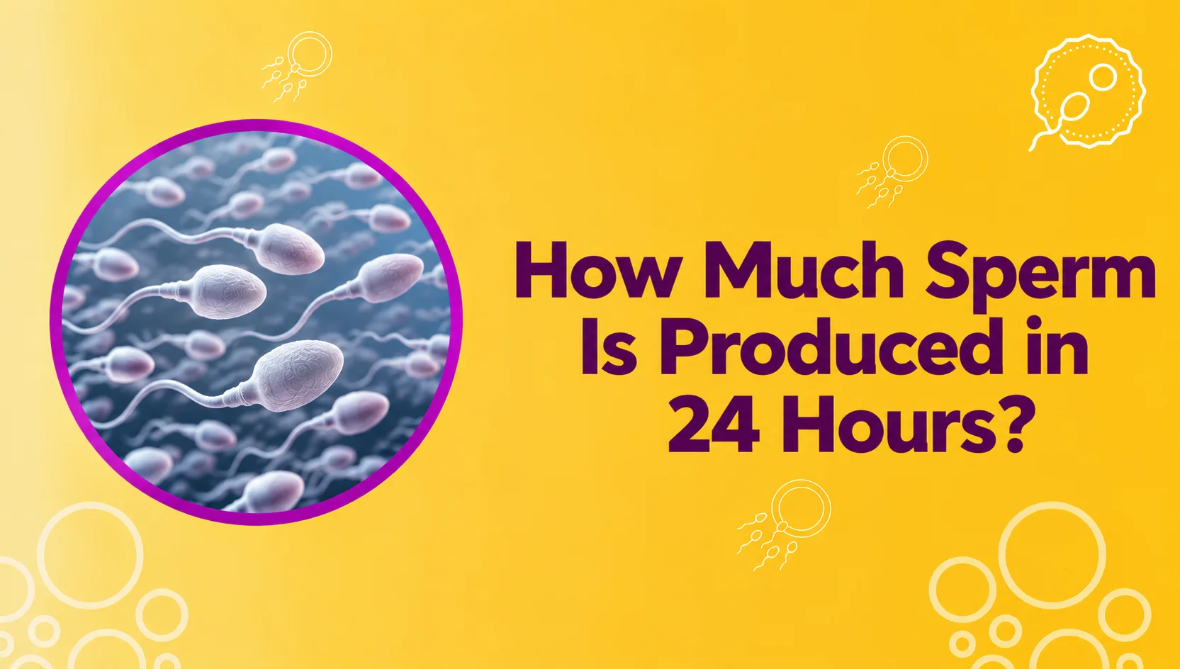 How much sperm is produced in 24 hours