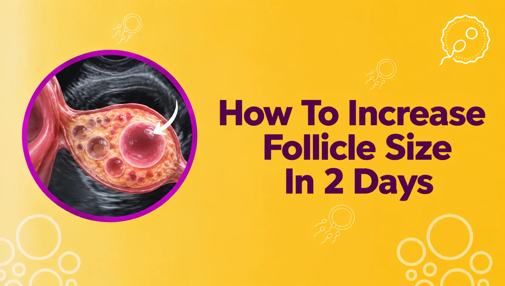 How to Increase Follicle Size in 2 Days