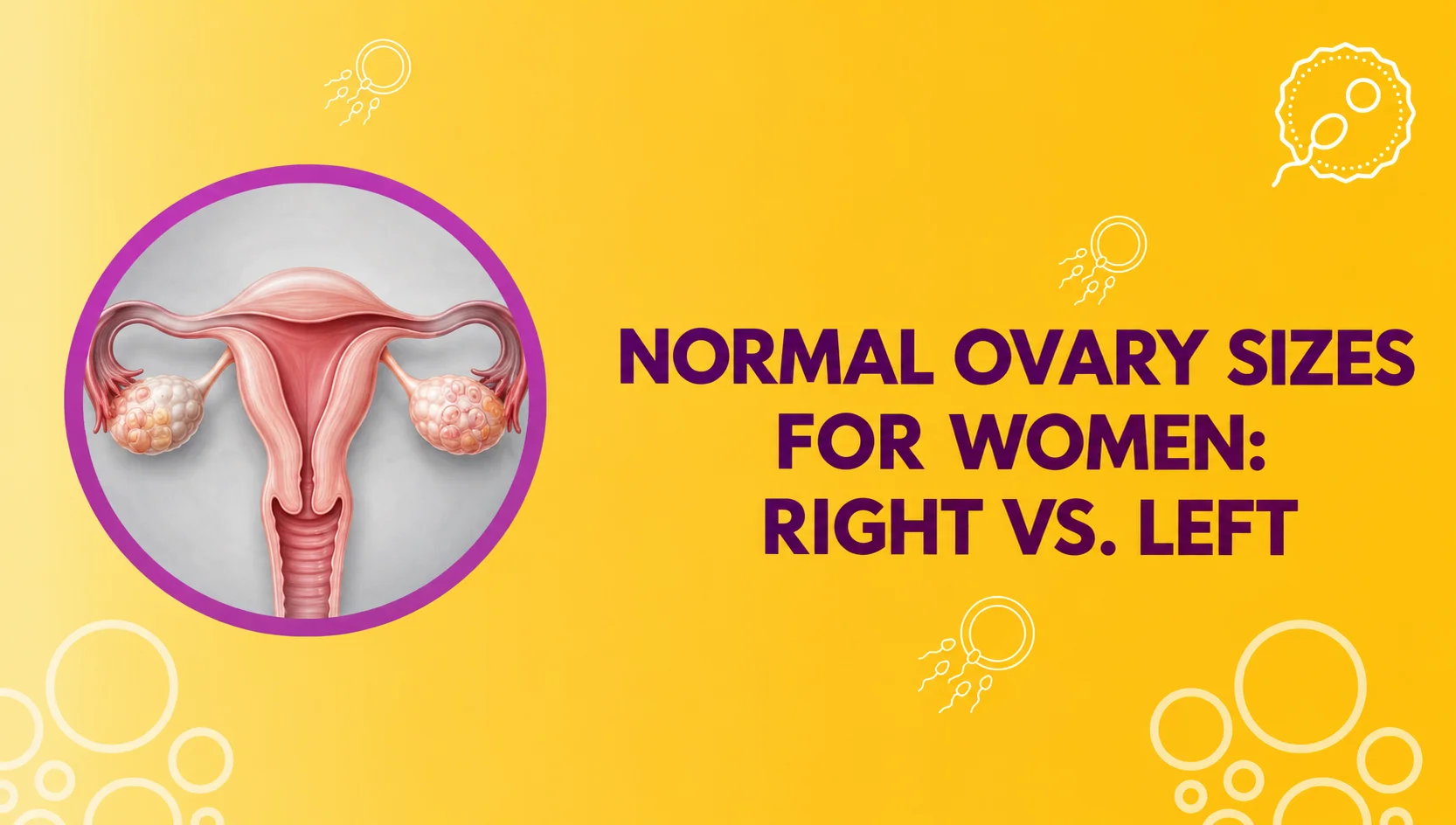 Normal Ovary Sizes for Women